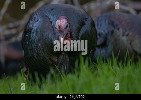 Une dinde sauvage (Meleagris gallopavo) qui pâture et se nourrit d'herbe dans le parc historique de l'État d'Olompali, dans le comté de Marin, en Californie. Banque D'Images
