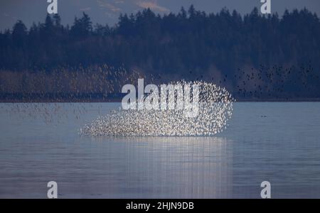 Énorme troupeau de dunlin à Vancouver BC Canada Banque D'Images