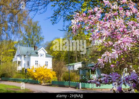 Magnolia en pleine floraison dans un jardin de maison au printemps Banque D'Images