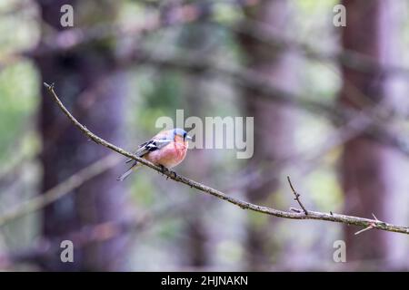 Chaffinch sur une branche dans la forêt Banque D'Images