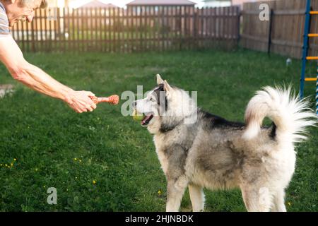 Le propriétaire joue avec un chien husky dans la cour de la maison sur l'herbe derrière la clôture.Un jouet dans la main du propriétaire, un Husky heureux avec une balle dans ses dents.Friendshi Banque D'Images