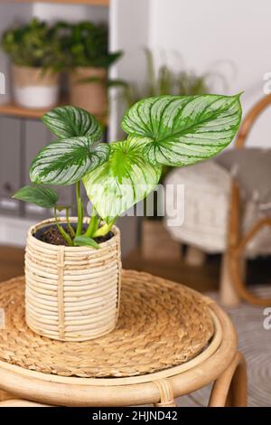 Plante maison exotique 'Philodendron Mamei' avec motif argenté dans le pot de fleur de panier sur la table dans le salon de style boho Banque D'Images