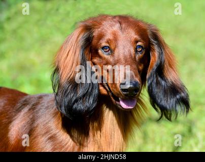 Portrait à poil long de Dachshund.Dachshunds est dans le parc. Banque D'Images