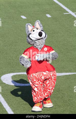 Mascott du chef de Kansas City sur un terrain de football au Kansas, qui est lumineux et coloré lors d'une journée colorée. Banque D'Images