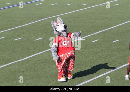 Mascott du chef de Kansas City sur un terrain de football au Kansas, qui est lumineux et coloré lors d'une journée colorée. Banque D'Images