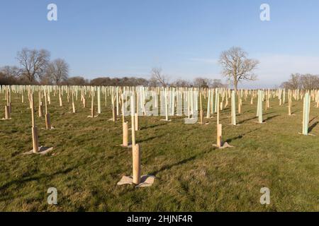 26.1.2022 Un bois nouvellement planté sur des terres agricoles dans le sud du Lincolnshire Banque D'Images