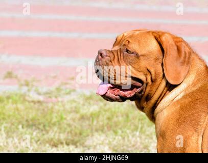 Portrait de Dogue de Bordeaux. Le Dogue de Bordeaux se trouve dans le parc de la ville. Banque D'Images