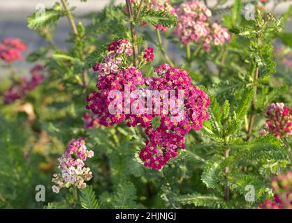 Phlox rose.Fleur de jardin sur un fond flou de feuilles vertes Banque D'Images