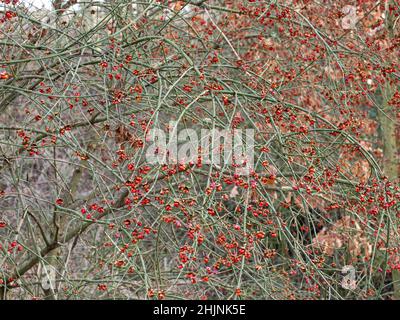 Les fruits rouges lumineux d'Euonymus europaeus qui brillent dans un hedgerow d'hiver Banque D'Images