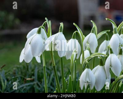 Un gros plan d'un groupe de deux fleurs blanches à bout vert de Galanthus 'Lady Beatrix Stanley' Banque D'Images