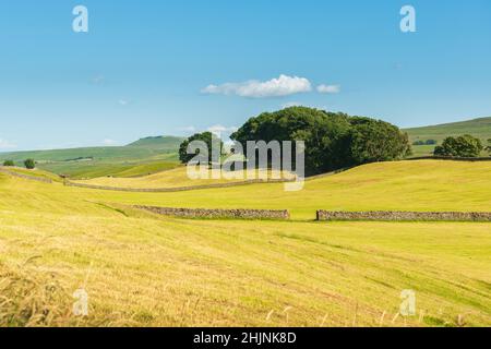 Vue panoramique sur les champs et les bois récoltés à Sedbusk, près de Hawes à Wensleydale Banque D'Images