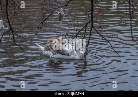 Jeune cygne sur l'eau, petit lac dans le parc de la ville verte de St Stephe, photographie urbaine, photographie de rues, Dublin à travers la lentille, Dublin, Irlande Banque D'Images