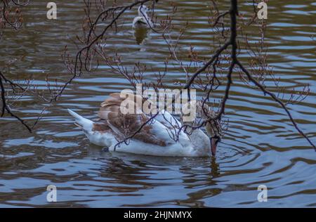 Jeune cygne sur l'eau, petit lac dans le parc de la ville verte de St Stephe, photographie urbaine, photographie de rues, Dublin à travers la lentille, Dublin, Irlande Banque D'Images