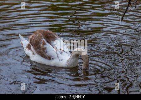 Jeune cygne sur l'eau, petit lac dans le parc de la ville verte de St Stephe, photographie urbaine, photographie de rues, Dublin à travers la lentille, Dublin, Irlande Banque D'Images