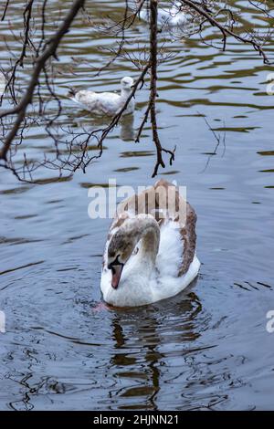 Jeune cygne sur l'eau, petit lac dans le parc de la ville verte de St Stephe, photographie urbaine, photographie de rues, Dublin à travers la lentille, Dublin, Irlande Banque D'Images