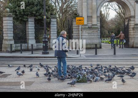 Un vieil homme nourrissant un troupeau de pigeons dans la rue à la porte de St Stephen's Green Park, photographie de rues, Dublin, Irlande Banque D'Images