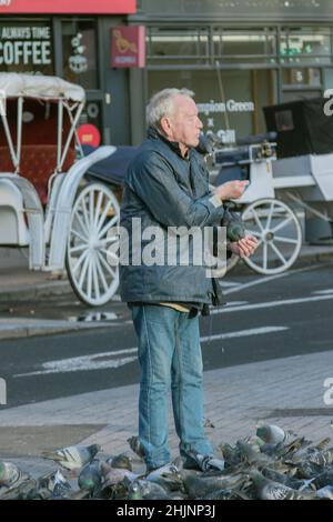 Un vieil homme nourrissant un troupeau de pigeons dans la rue à la porte du parc vert de St Stephe, des pigeons mangeant de la main, assis sur l'homme, Dublin, Irlande Banque D'Images