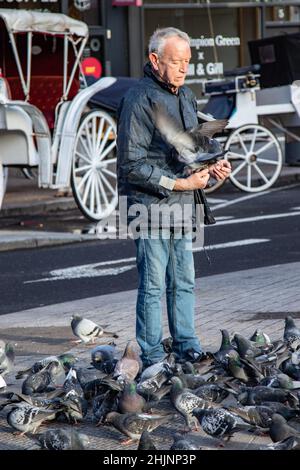 Un vieil homme nourrissant un troupeau de pigeons dans la rue à la porte du parc vert de St Stephe, des pigeons mangeant de la main, assis sur l'homme, Dublin, Irlande Banque D'Images