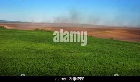 les champs verts hivernent le blé et les nuages de poussière sur les collines des terres labourées, problème d'érosion du sol par le vent Banque D'Images