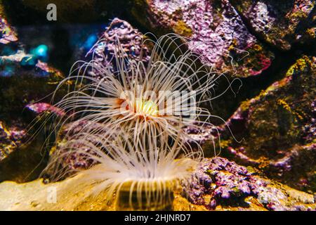 Monde lumineux sous-marin avec coraux et poissons.Gros plan sur l'anémone. Banque D'Images