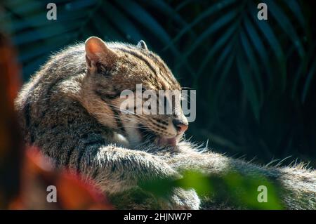 Sydney Australie, en regardant à travers les plantes à prionailurus viverrinus ou le toilettage de chat de pêche lui-même Banque D'Images