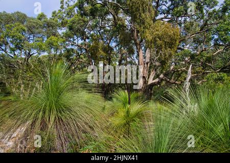 Grands arbres (Xanthorrhoea) et eucalyptus à Greensbush-Highfield, parc national de la péninsule de Mornington, Victoria, Australie Banque D'Images