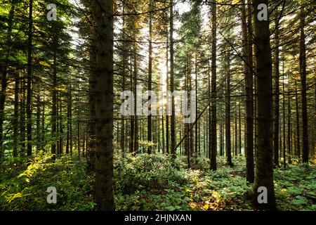 Forêt de hêtres rétro-éclairée en automne Banque D'Images