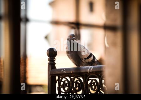 Pigeon regardant par la fenêtre, vue rapprochée Banque D'Images