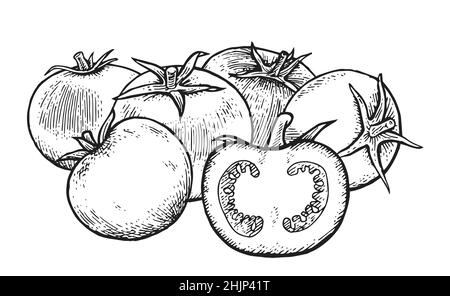 Encore la vie avec la tranche de tomate.Magnifique légume mûr avec une gravure vintage.Esquisse de contour.Le dessin à la main est isolé sur un fond blanc Illustration de Vecteur