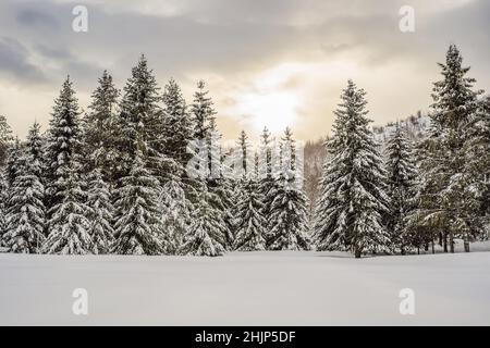 Paysage splendide en hiver.Fantastique matin gelé en forêt. Pins enneigés sous la lumière du soleil.Magnifique montagne.Un hiver incroyable Banque D'Images