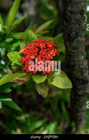 De très belles fleurs rouges fleurissent en Indonésie Banque D'Images