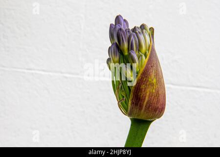Un bourgeon violet d'Agapanthus sur le point d'entrer en fleur contre un mur blanc Uni en arrière-plan. Banque D'Images