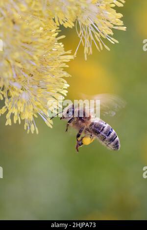 Abeille - APIS mellifera - pollinise une fleur de la prairie commune-rue, également connue sous le nom de rhubarbe pauvre ou prairie jaune-rue - Thalictrum flavum Banque D'Images