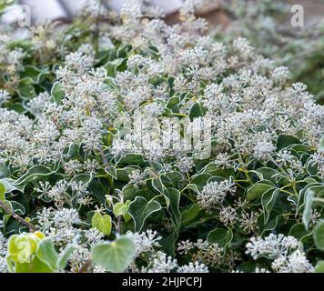 Le gel couvrait les têtes de fleurs de lierre après un gel intense dans un jardin du Royaume-Uni. Banque D'Images