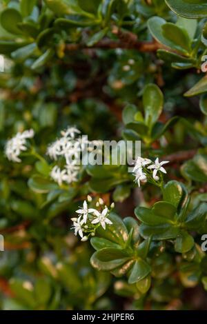 Crassula ovata, communément appelée plante de jade, plante chanceuse, plante d'argent ou arbre d'argent, est une plante succulente avec de petites fleurs roses ou blanches. Banque D'Images