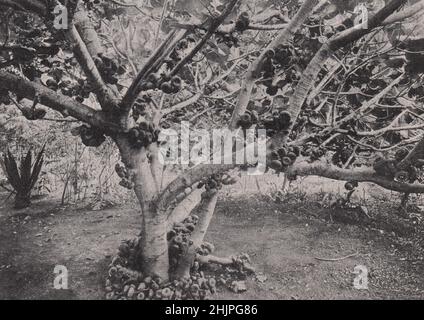 Espèce prolifique de la famille des ficus sur l'île de Ténérife. Îles Canaries. Îles de l'Atlantique (1923) Banque D'Images