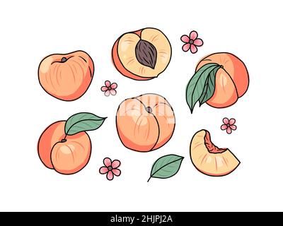 Ensemble pêche ou abricot dessiné à la main.Fruits entiers et tranchés.Illustration vectorielle en style doodle Illustration de Vecteur