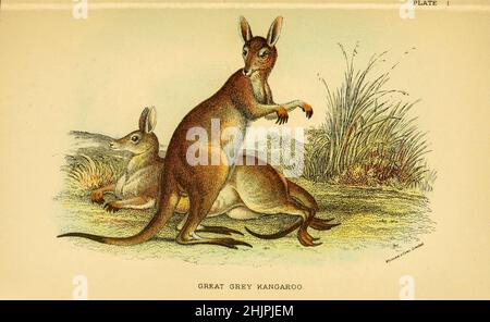 Grand kangourou gris [le kangourou gris de l'est (Macropus giganteus) est un marsupial trouvé dans le tiers est de l'Australie, avec une population de plusieurs millions d'habitants.Il est également connu comme le grand kangourou gris et le kangourou de forester.Bien qu'un grand mâle gris de l'est pèse en général environ 66 kg (146 lb) et mesure près de 2 m (6 pi 7 po), le nom scientifique Macropus giganteus (gigantesque gros pied) est trompeur :Le kangourou rouge de l'intérieur semi-aride est plus grand, pesant jusqu'à 90 kg (200 lb)]. De ' Un livre à main à la marsupialia et monotremata ' par Richard Lydekker, Lloyd's Natural Banque D'Images