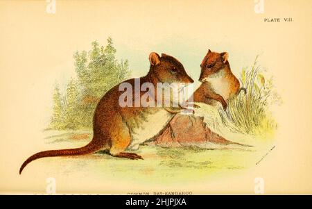 Le potoroo à long nez (Potorous tridactylus) est une espèce de potoroo.Ces petits marsupiaux font partie de la famille rat-kangourou.Common Rat Kangaroo de ' Un livre à la marsupialia et monotremata ' par Richard Lydekker, Lloyd's Natural History Series édité par R. Bowdler Sharpe publié en 1896 par E. Lloyd, Londres Banque D'Images