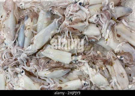 Des calmars fraîchement pêchés sur le marché aux poissons, comme fond de fruits de mer.Variété de fruits de mer frais et de calmars frais Banque D'Images