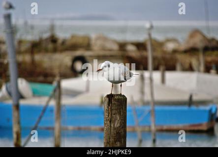 Un mouette gras est debout sur un poteau en bois avec vue sur le lac comme arrière-plan flou.Portrait d'animal en extérieur. Banque D'Images