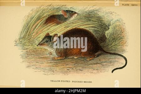 Souris à pieds jaunes (Phascologale flavipes) de ' A Hand-book to the marsupialia and monotrematola ' par Richard Lydekker, Lloyd's Natural History Series édité par R. Bowdler Sharpe publié en 1896 par E. Lloyd, Londres Banque D'Images