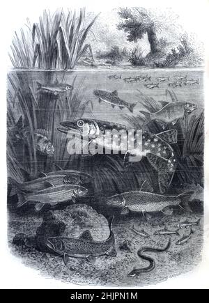 Illustration montrant différents niveaux d'alimentation, niveaux trophiques ou zones de poissons d'eau douce, y compris les éleveurs de fond et de surface et les écosystèmes fluviaux Illustration ancienne ou gravure 1865 Banque D'Images