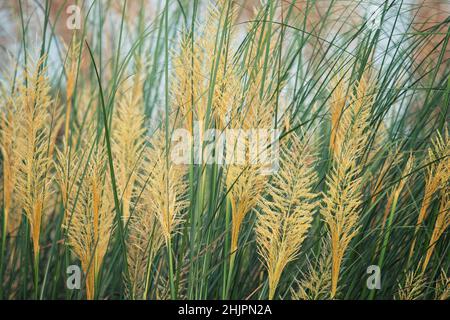 Kash Phool Banque D'Images