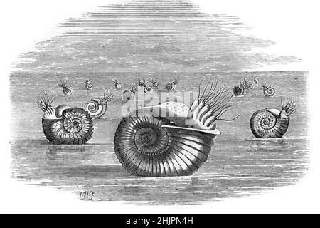 Impression ou illustration d'un groupe d'Ammonites, de mollusques marins éteints, 'flottant' sur la mer ou émergeant d'eau peu profonde.Illustration ancienne ou gravure 1965 Banque D'Images