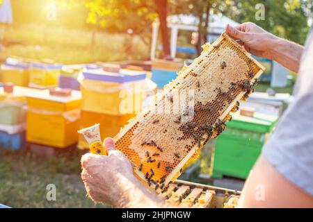 Ouvrez la ruche avec les abeilles a dessiné un joli peigne droit sur ce cadre sans fondation . le peigne léger a été utilisé pour le stockage du miel.Le sabot est l'un des nombreux types Banque D'Images