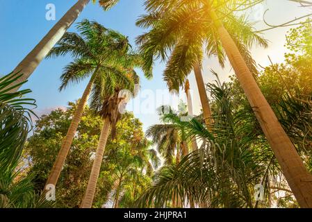 Palmiers et soleil lumineux dans le jardin botanique d'Assouan, Égypte Banque D'Images