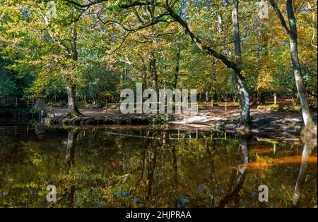 Arbres d'automne se reflétant dans la rivière à Ober Water dans la New Forest, Hampshire, Angleterre, Royaume-Uni Banque D'Images