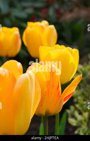 Fleurs de tulipe jaune  Norfolk Royaume-Uni Banque D'Images