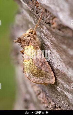 Chrysite de Diachrysia, papillon de laiton bruni  Norfolk UK Banque D'Images